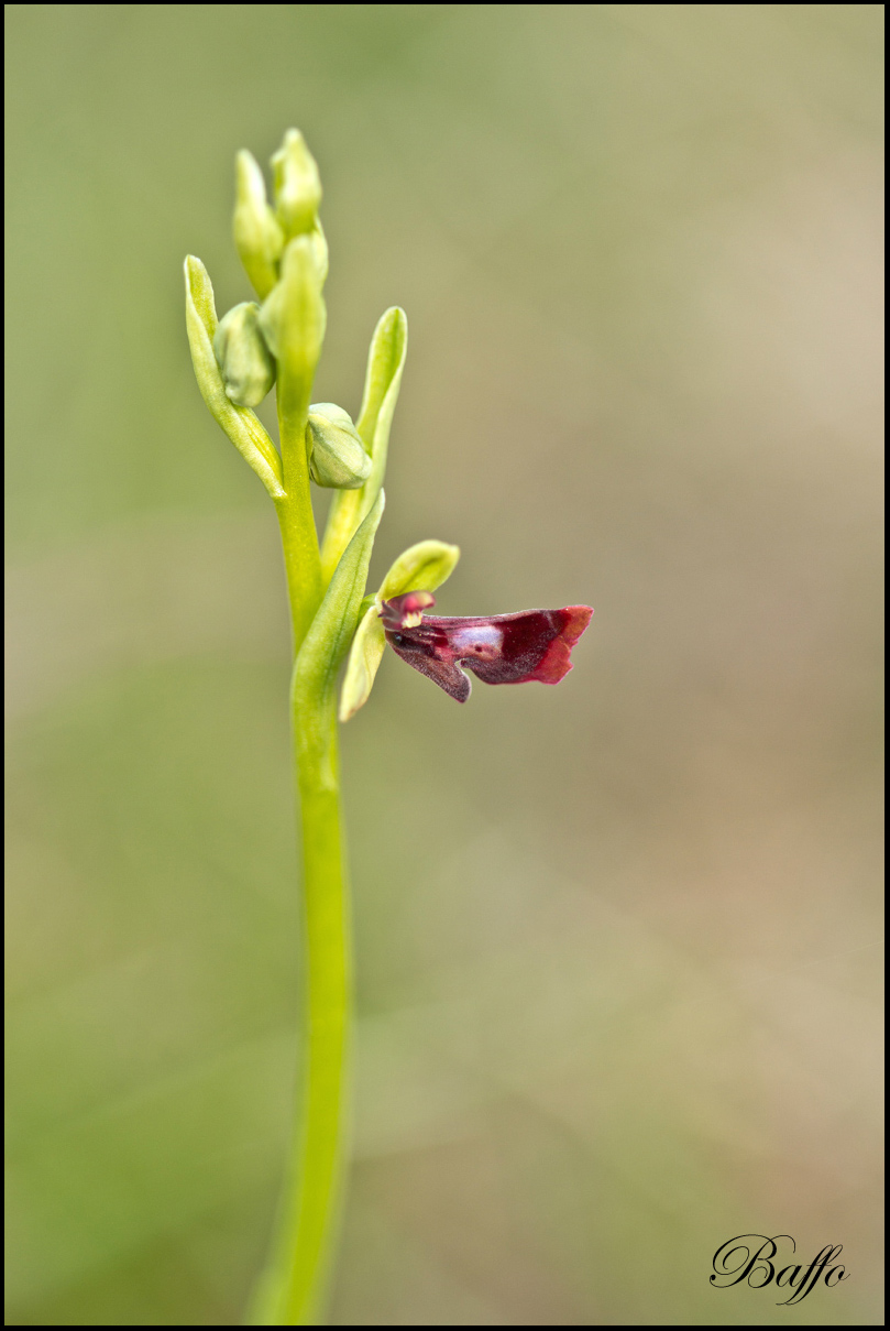 Ophrys insectifera